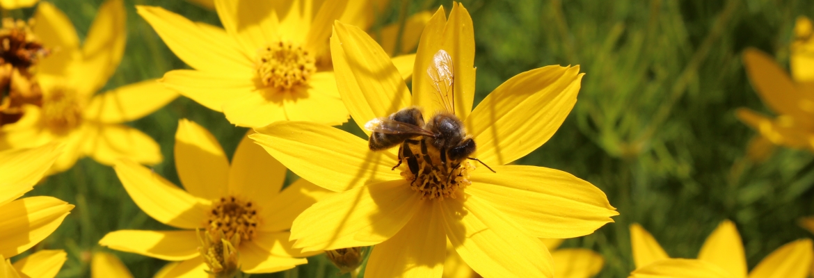 Bee on a flower at the Mainau Island